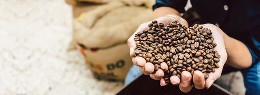 How to Keep Coffee Beans Fresh