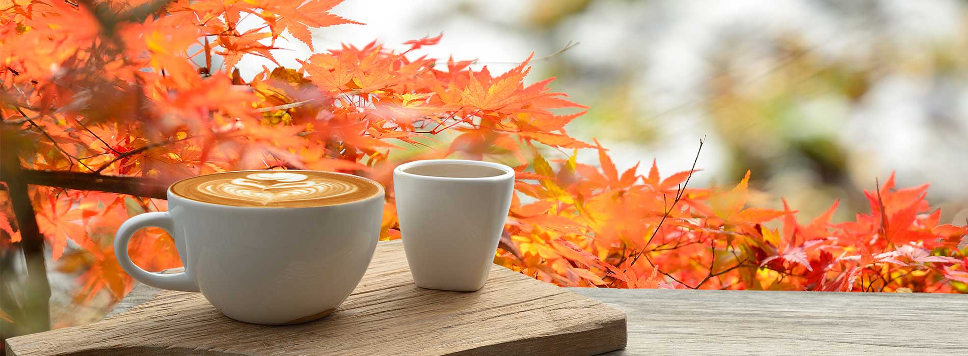 The Best Whole Bean Coffee